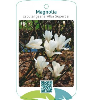 Magnolia xsoulangeana ‘Alba Superba’