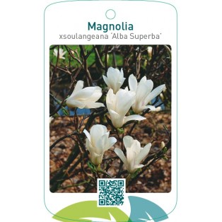 Magnolia xsoulangeana ‘Alba Superba’