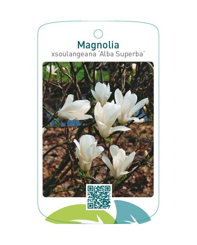 Magnolia xsoulangeana ‘Alba Superba’