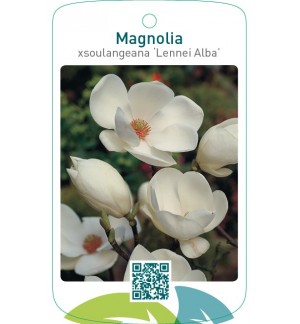 Magnolia xsoulangeana ‘Lennei Alba’
