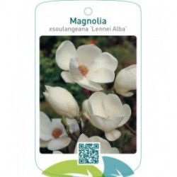 Magnolia xsoulangeana ‘Lennei Alba’
