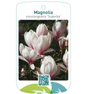 Magnolia xsoulangiana ‘Superba’