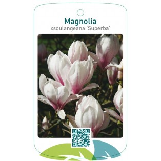 Magnolia xsoulangiana ‘Superba’