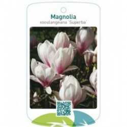 Magnolia xsoulangiana ‘Superba’