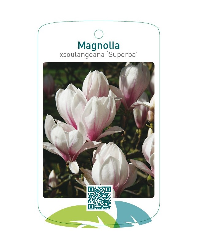 Magnolia xsoulangiana ‘Superba’