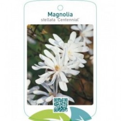Magnolia stellata ‘Centennial’