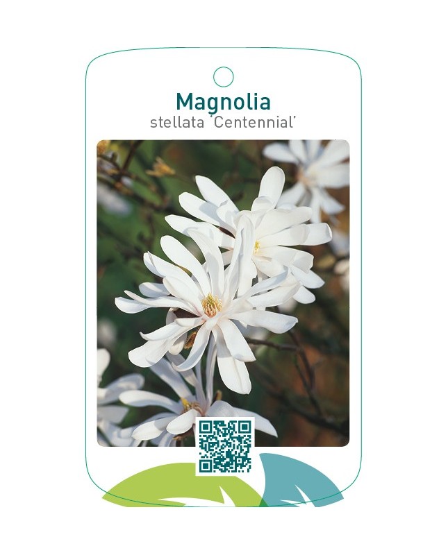 Magnolia stellata ‘Centennial’