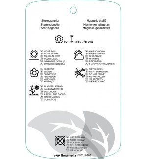 Etichette di Magnolia stellata ‘Centennial’ *