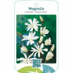 Magnolia stellata ‘Royal Star’