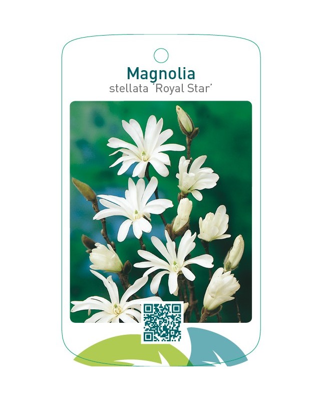 Magnolia stellata ‘Royal Star’