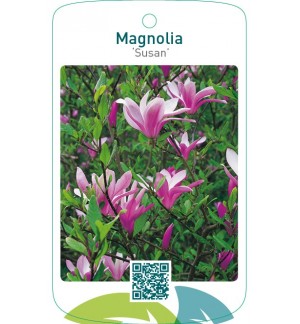 Magnolia ‘Susan’