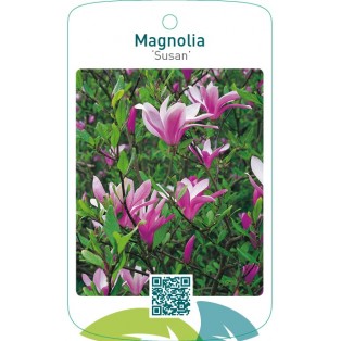 Magnolia ‘Susan’