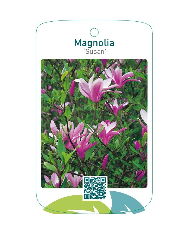 Magnolia ‘Susan’