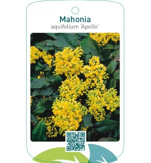 Mahonia aquifolium ‘Apollo’