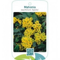 Mahonia aquifolium ‘Apollo’