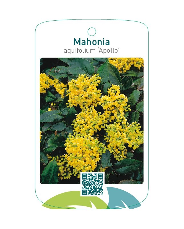Mahonia aquifolium ‘Apollo’