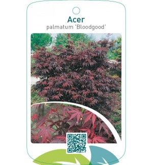 Acer palmatum ‘Bloodgood’