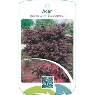 Acer palmatum ‘Bloodgood’