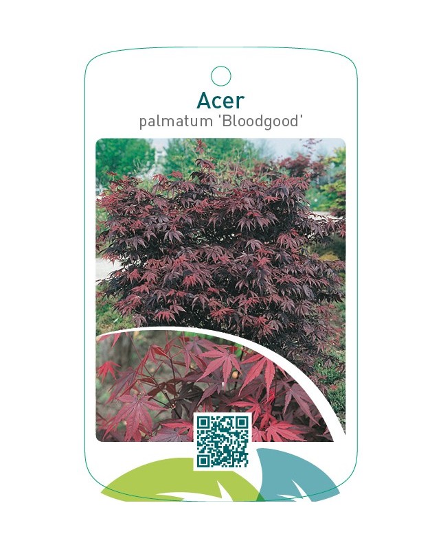 Acer palmatum ‘Bloodgood’