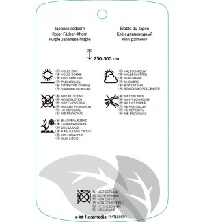 Etichette di Acer palmatum ‘Bloodgood’ *