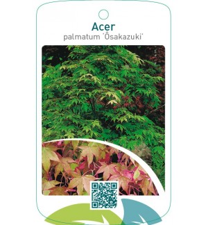 Acer palmatum ‘Osakazuki’