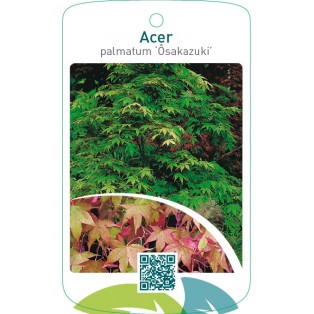 Acer palmatum ‘Osakazuki’
