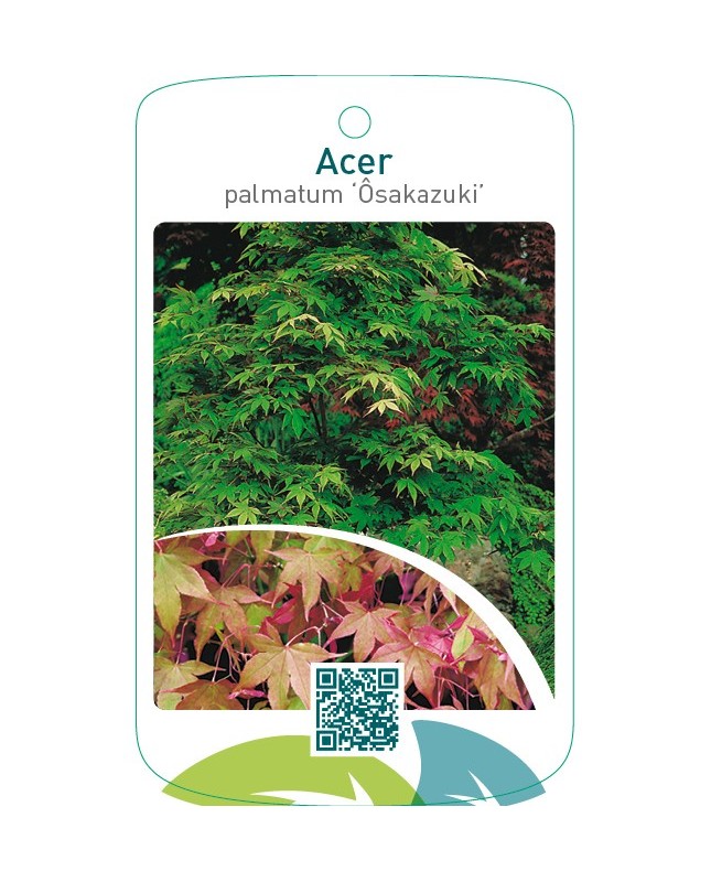 Acer palmatum ‘Osakazuki’