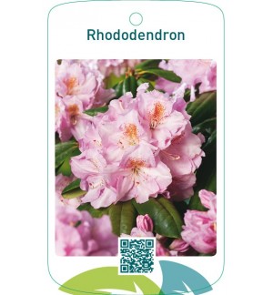 Rhododendron  lichtroze