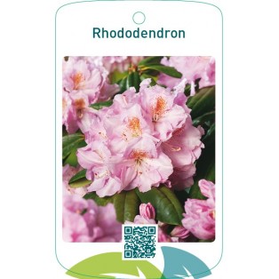 Rhododendron  lichtroze