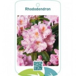 Rhododendron  lichtroze