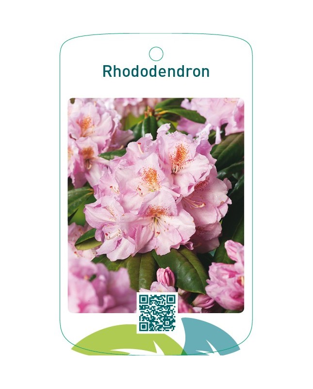 Rhododendron  lichtroze