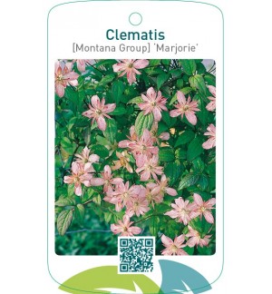 Clematis [Montana Group] ‘Marjorie’
