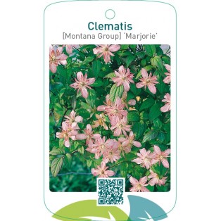 Clematis [Montana Group] ‘Marjorie’