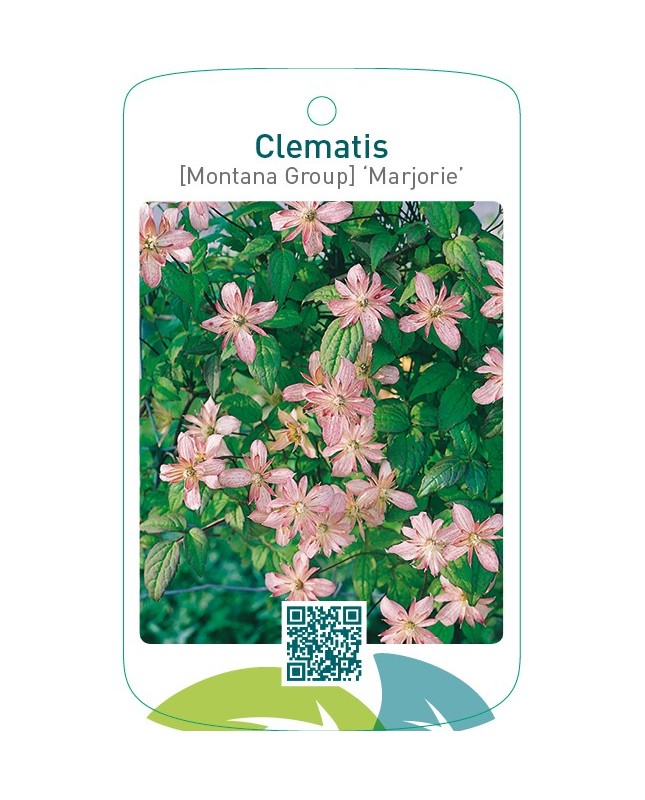 Clematis [Montana Group] ‘Marjorie’