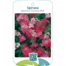 Spiraea japonica ‘Country Red’