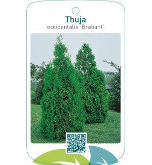 Thuja occidentalis ‘Brabant’