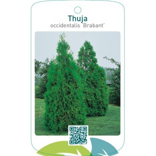 Thuja occidentalis ‘Brabant’