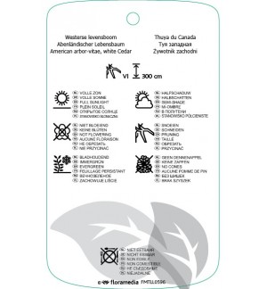Etichette di Thuja occidintalis ‘Brabant’ *