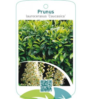 Prunus laurocerasus ‘Caucasica’