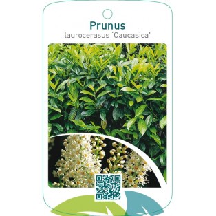 Prunus laurocerasus ‘Caucasica’
