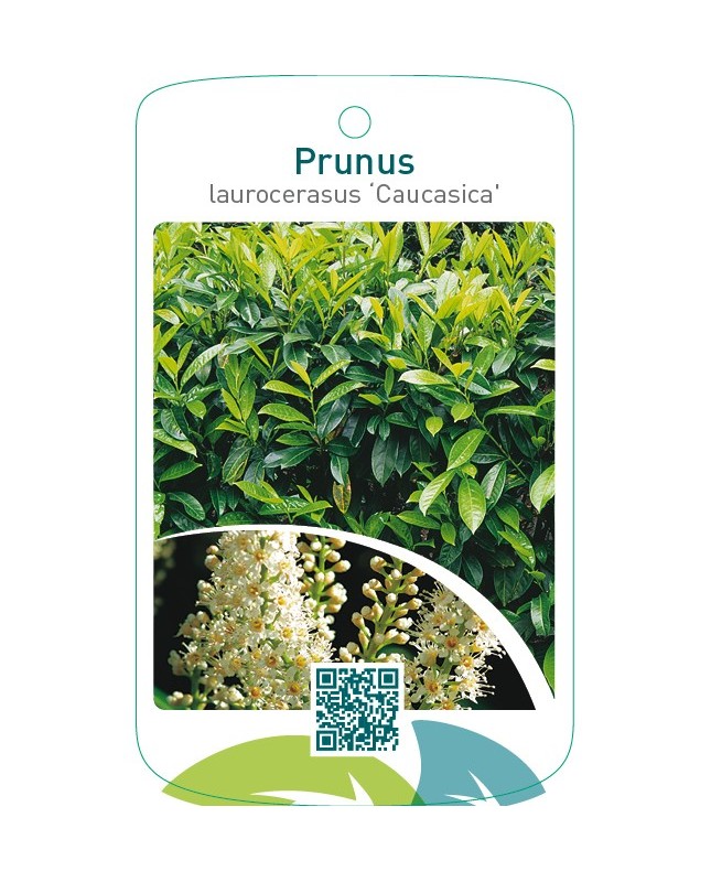 Prunus laurocerasus ‘Caucasica’