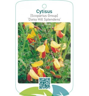 Cytisus [Scoparius Group] ‘Daisy Hill Splendens’