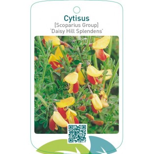Cytisus [Scoparius Group] ‘Daisy Hill Splendens’
