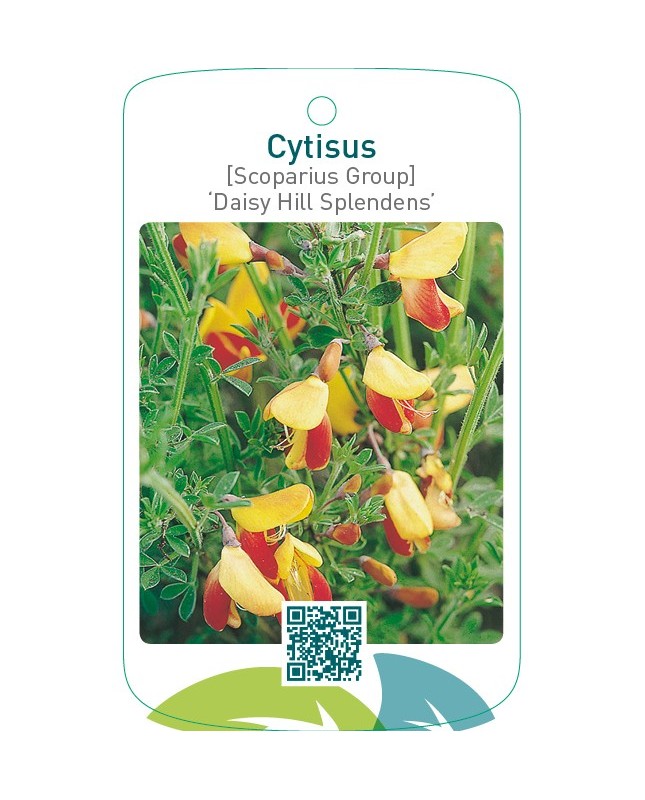 Cytisus [Scoparius Group] ‘Daisy Hill Splendens’