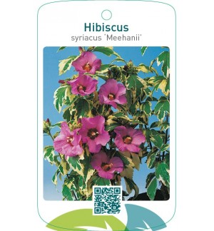 Hibiscus syriacus ‘Meehanii’