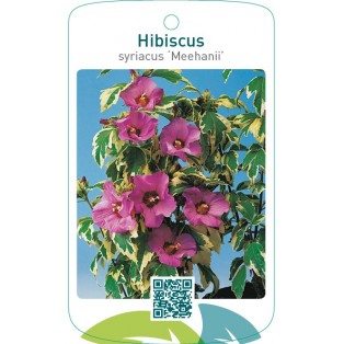 Hibiscus syriacus ‘Meehanii’