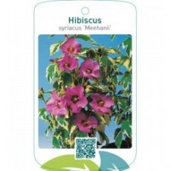 Hibiscus syriacus ‘Meehanii’