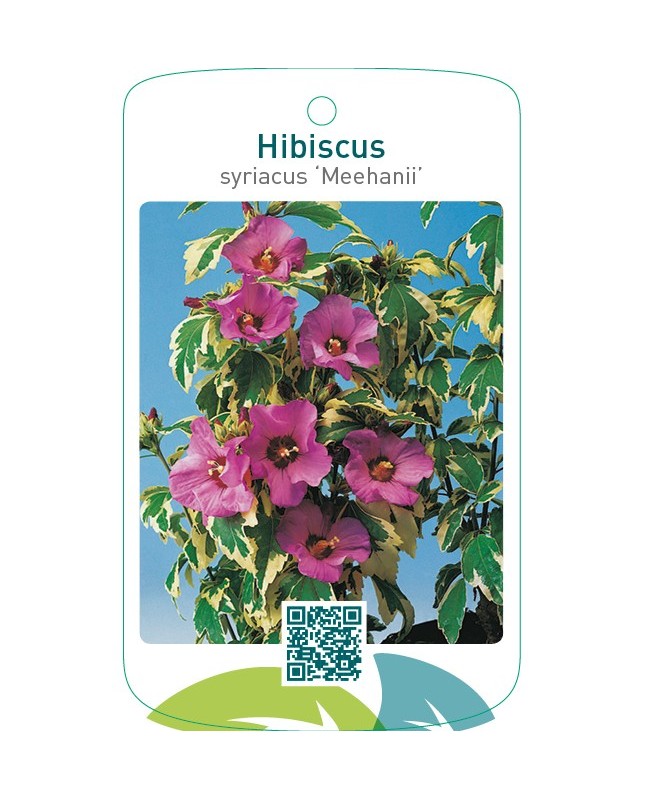 Hibiscus syriacus ‘Meehanii’
