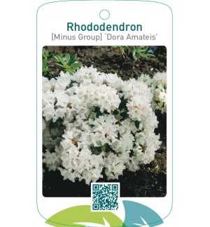 Rhododendron [Minus Group] ‘Dora Amateis’