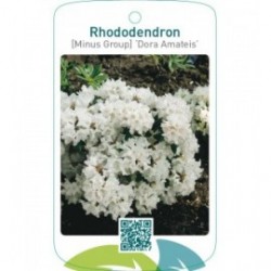 Rhododendron [Minus Group] ‘Dora Amateis’
